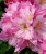 Рододендрон Синтиллейшн (гибридный) (Р9) саженцы 
