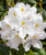 Рододендрон Альбум (катевбинский) саженцы 