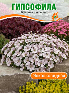 Гипсофила ясколковидная Гипсофила ясколковидная