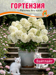 Гортензия Вайтлайт Гортензия Вайтлайт