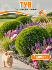 Туя Вудварди Туя Вудварди