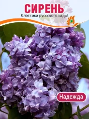 Сирень Надежда (обыкновенная)