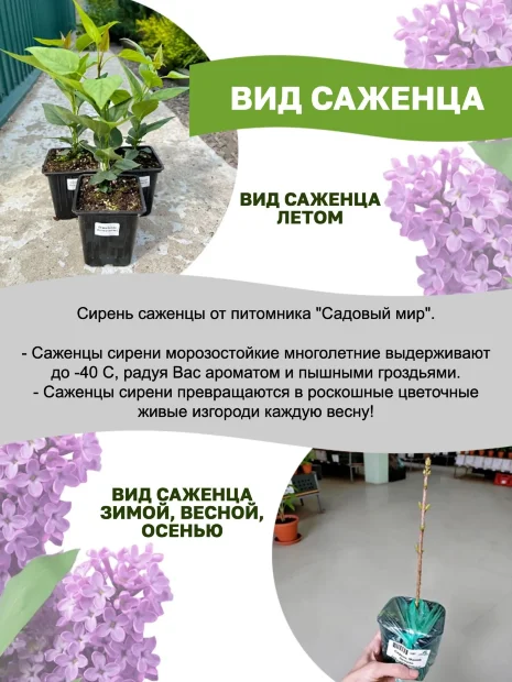 Сирень Надежда (обыкновенная) саженцы 