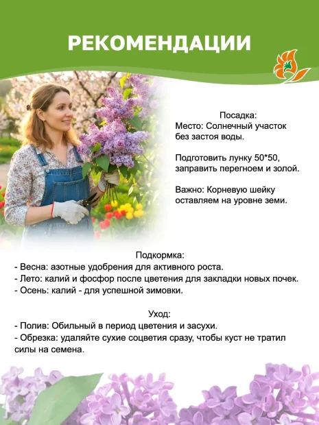 Сирень Надежда (обыкновенная) саженцы 