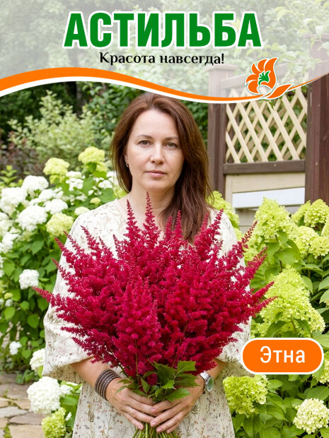Астильба Этна (Арендса)