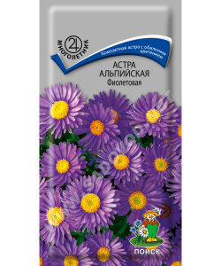 Астра Альпийская. Фиолетовая Астра Альпийская. Фиолетовая