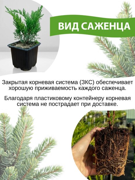 Кипарисовик Филифера Нана (горохоплодный)