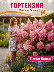 Гортензия Пинки Винки Гортензия Пинки Винки