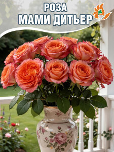 Роза Мами Дитьер Роза Мами Дитьер