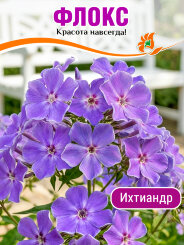 Флокс Ихтиандр Флокс Ихтиандр