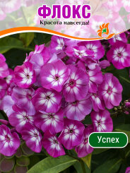 Флокс Успех Флокс Успех