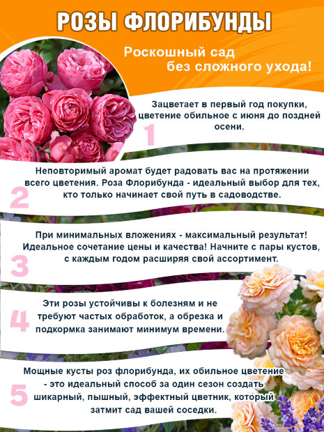 Роза Пинк Экспрешн