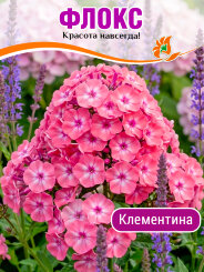 Флокс Клементина Флокс Клементина