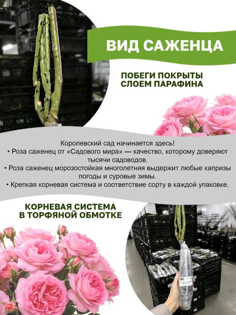 Роза Шерлок Холмс