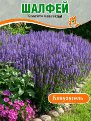 Сальвия (Шалфей) Блаухугель Сальвия (Шалфей) Блаухугель