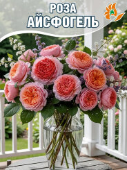 Роза Айсфогель Роза Айсфогель