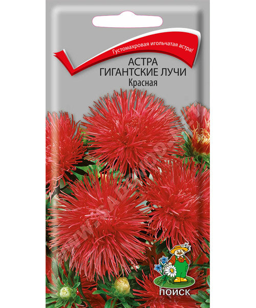 Астра Гигантские лучи Красная