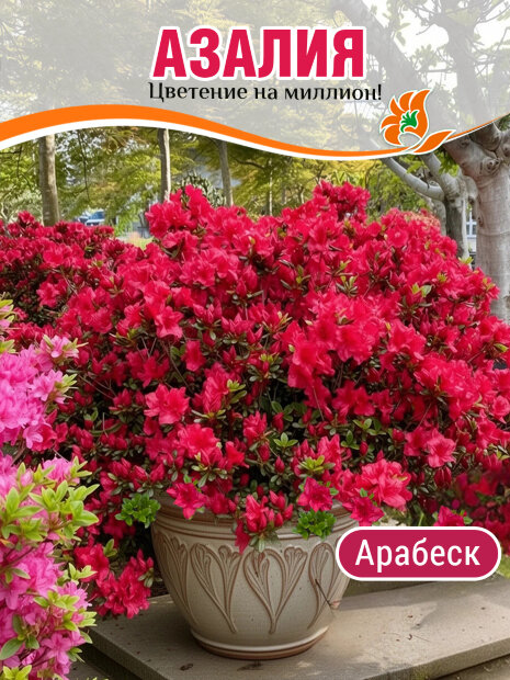 Азалия Арабеск (японская)  саженцы 