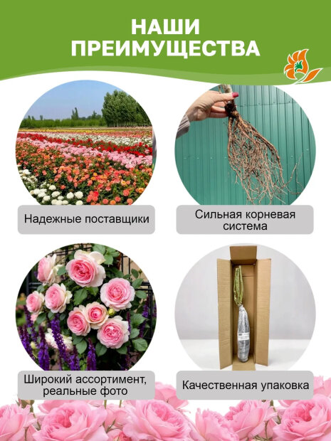 Роза Алабастер