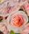 Роза Клэр Роуз