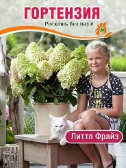 Гортензия Литтл Фрайз Гортензия Литтл Фрайз