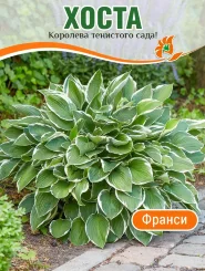 Хоста Франси Хоста Франси