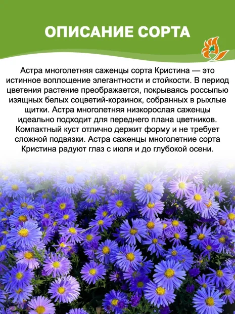 Астра Кристина (кустарниковая)