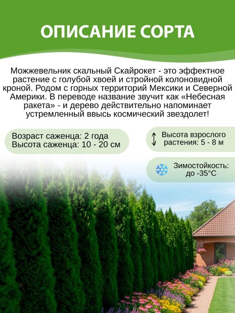 Можжевельник Скайрокет (скальный)