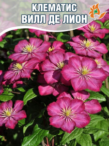 Клематис Вилл де Лион (крупноцветковый)