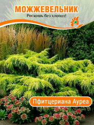 Можжевельник Пфитцериана Ауреа