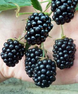 Ежевика Гай (бесшипая) Ежевика Гай (бесшипая)