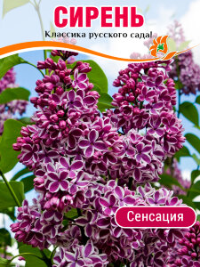 Сирень Сенсация (обыкновенная)