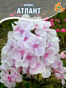 Флокс Атлант Флокс Атлант