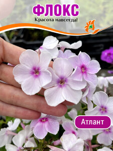 Флокс Атлант Флокс Атлант