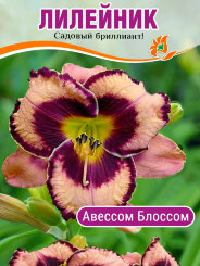 Лилейник Авессом Блоссом Лилейник Авессом Блоссом