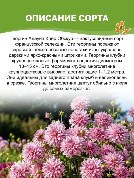 Георгин Алауна Клер Обскур (кактусовидный) 