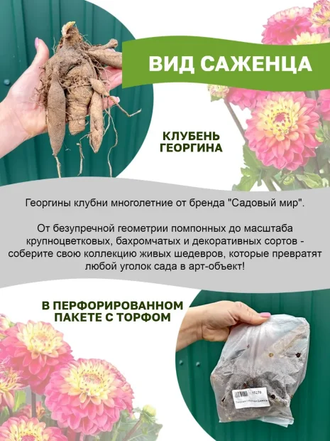 Георгин Акита (крупноцветковый)