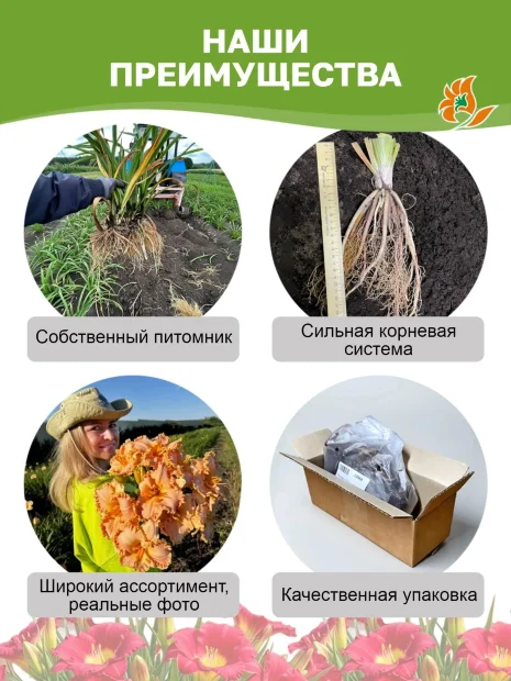 Лилейник Лейси Бебидолл