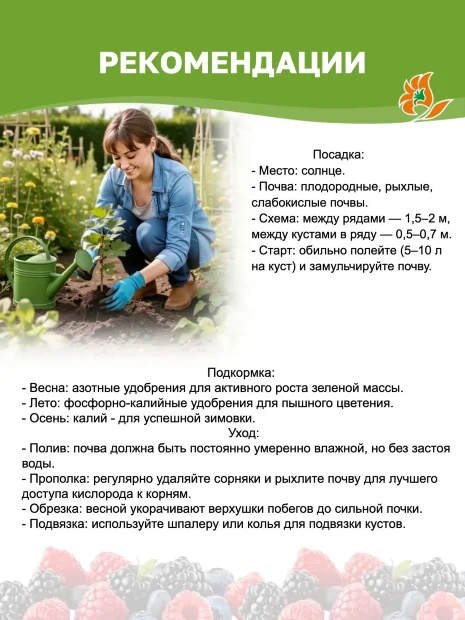 Малина Маравилла (ремонтантная) саженцы 