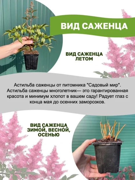 Астильба Вайс Глория (Арендса)