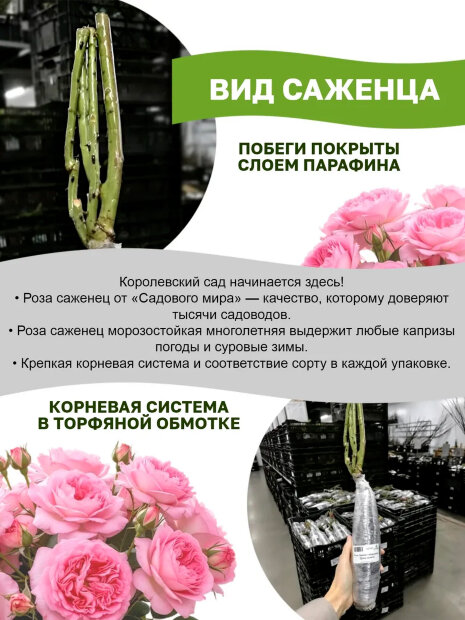 Роза Викторианский Секрет 