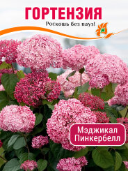 Гортензия Мэджикал Пинкербелл