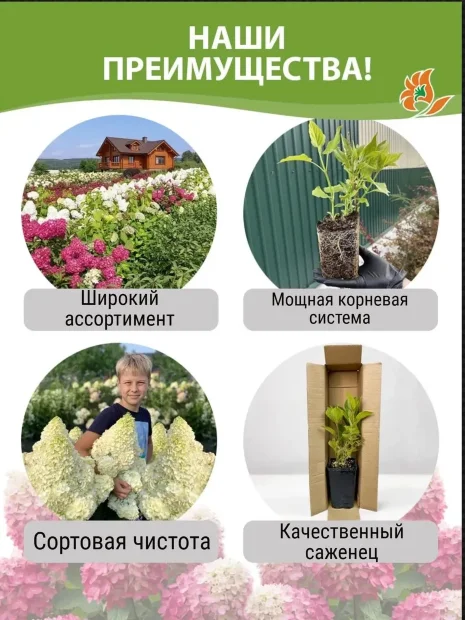 Гортензия Мэджикал Пинкербелл (древовидная)