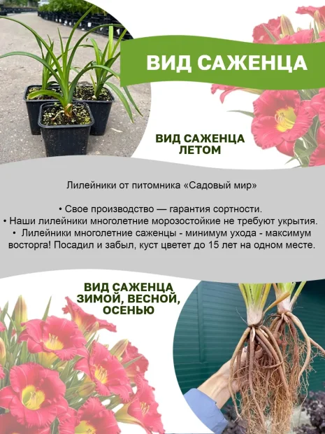 Лилейник Сьюзан Причард Петит