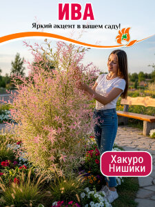 Ива Хакуро-Нишики (цельнолистная) Ива Хакуро-Нишики (цельнолистная)