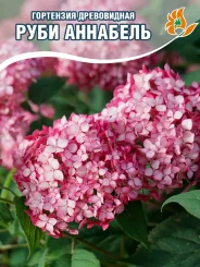 Гортензия Руби Аннабель