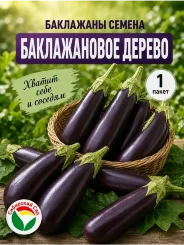Баклажан Баклажановое дерево Баклажан Баклажановое дерево