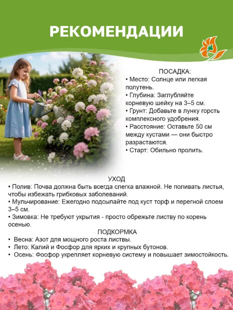Флокс Яркое Лето
