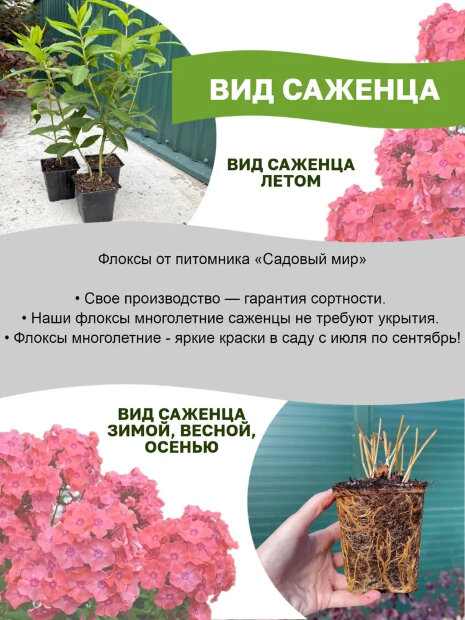 Флокс Яркое Лето