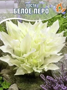 Хоста Белое Перо (Вайт Фезер)
